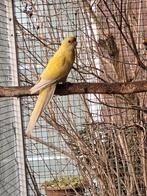 0-1 lutino strogele rosella 2025, Vrouwelijk, Parkiet, Geringd