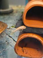 Ancistrus albino (tijdelijk uitverkocht), Dieren en Toebehoren, Vis