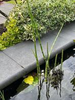 vijverrand, Tuin en Terras, Vijver-toebehoren, Ophalen, Zo goed als nieuw, Vijverrand