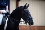 Voorlopig keur merrie, Dieren en Toebehoren, Pony's, Merrie, Gechipt, Dressuurpony, Zadelmak