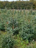 Kerstbomen omorika, Tuin en Terras, Planten | Bomen, Ophalen, In pot, Volle zon, Overige soorten