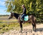 Leuke pony’s, Dieren en Toebehoren, E pony (1.48m - 1.57m), B, 3 tot 6 jaar, Meerdere dieren