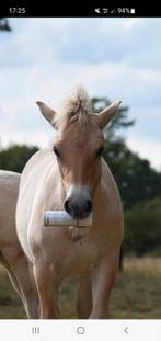 Maatje gezocht, Dieren en Toebehoren, Stalling en Weidegang