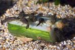 Ancistrus wildkleur jong, Dieren en Toebehoren, Vissen | Aquariumvissen, Vis, Zoetwatervis