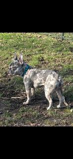 Franse buldog van 1 jaar zoekt een nieuw huisje, Reu, 1 tot 2 jaar, Bulldog, Eén hond