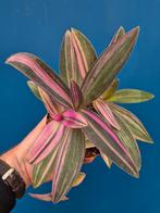 Tradescantia Pallida Pink p12 (4), Ophalen of Verzenden, Halfschaduw, Minder dan 100 cm