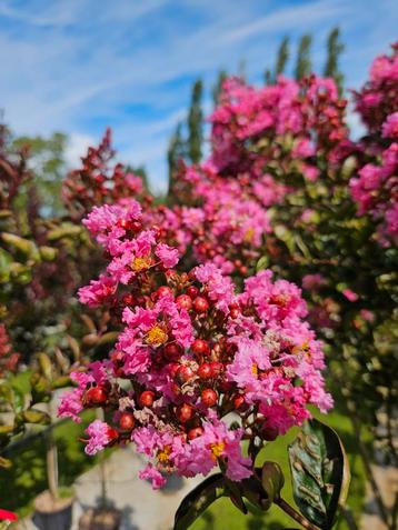 Lagerstroemia Rapsody in Pink / hoogstam / vol bloemen ‼️‼️ beschikbaar voor biedingen