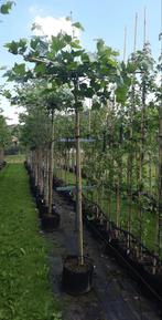 Dakplataan Platanus Hispanica Dakboom🌿🌳, Tuin en Terras, Planten | Bomen, Ophalen