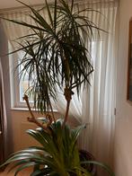 Dracaena & Clivia met mooie pot, Overige soorten, In pot, Minder dan 100 cm, Bloeiende kamerplant