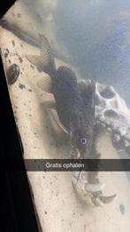 Meerval 20 cm gratis, Dieren en Toebehoren, Reptielen en Amfibieën