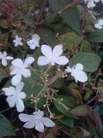 Deutzia gracilis strawberry fields	(Bruidsbloem)  80-100 cm, Ophalen, Minder dan 100 cm