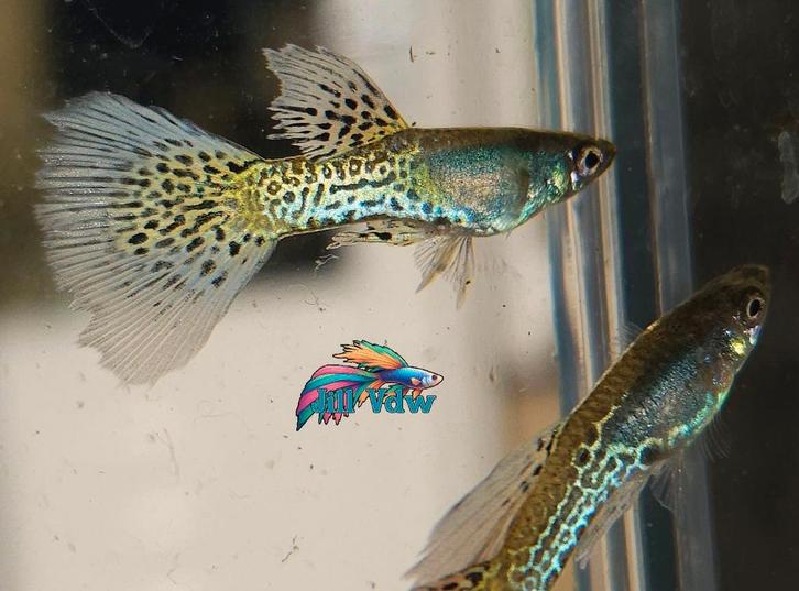 Uitverkoop! Metal Blue Lace & Metal Red Lace Guppen, Dieren en Toebehoren, Vissen | Aquariumvissen, Zoetwatervis, Vis