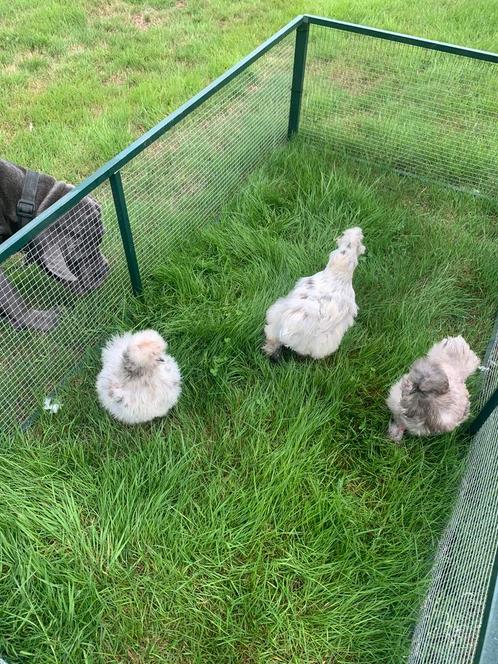 3 volwassen hennen Usa zijdehoen zijdehoenders, Dieren en Toebehoren, Pluimvee, Kip, Vrouwelijk
