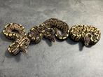 Ball python regius GHI het desert ghost en hypo, Slang, Tam, 0 tot 2 jaar