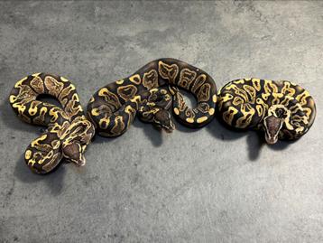 Ball python regius GHI het desert ghost en hypo  beschikbaar voor biedingen