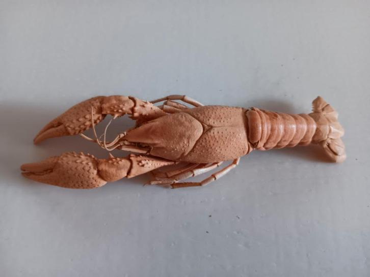 Langoustine (?) Noorse Kreeft (?), Verzamelen, Dierenverzamelingen, Gebruikt, Opgezet dier, Overige soorten, Ophalen of Verzenden