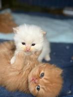 perzische kittens, Dieren en Toebehoren, Katten en Kittens | Raskatten | Langhaar, Meerdere dieren, Ingeënt