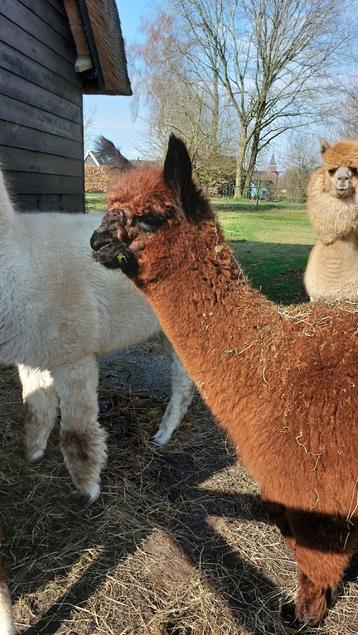 Alpaca hengst 11 maanden