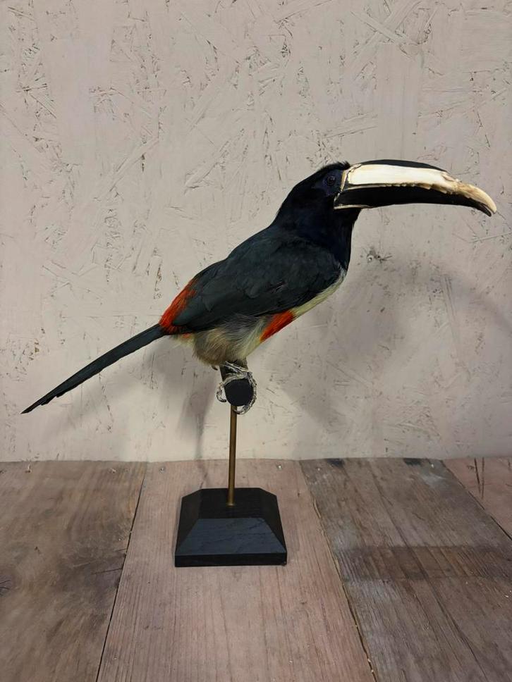 Mooie opgezette Zwartnekarassari, Verzamelen, Dierenverzamelingen, Nieuw, Opgezet dier, Vogel, Ophalen of Verzenden