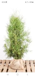 10 stuks coniferen, thuja occidentalis brabant, Ophalen, Conifeer, 100 tot 250 cm