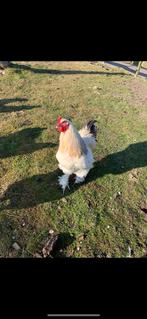 Brahma haan/ groot ras, Dieren en Toebehoren, Pluimvee, Mannelijk, Kip