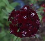 Dianthus barbatus donkerrood zaden, duizendschoon, Ophalen of Verzenden, Volle zon