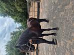 Tekoop friese merrie, Dieren en Toebehoren, Merrie, Ontwormd