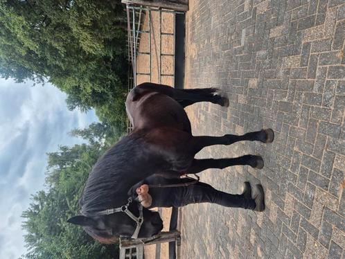 Tekoop friese merrie, Dieren en Toebehoren, Paarden, Merrie, Ontwormd