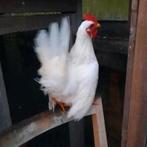 Serama, Dieren en Toebehoren, Pluimvee, Mannelijk, Kip