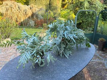  2x Blauwvaren (Phlebodium Blue Star) – blikvangers!  beschikbaar voor biedingen