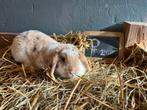 Hangoor konijntje vrouwlijk, Dieren en Toebehoren, Konijnen, Vrouwelijk, Middelgroot, Hangoor, 0 tot 2 jaar