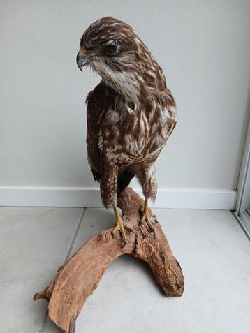 Grote verzameling opgezette dieren zie foto's  beschikbaar voor biedingen
