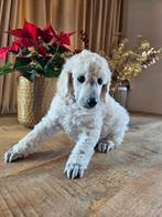 Konings poedel pups met FCI Stamboom, Dieren en Toebehoren, Honden | Chihuahua's en Gezelschapshonden, Overige rassen, CDV (hondenziekte)