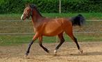 Grote eerlijk New Forest RUIN, Dieren en Toebehoren, Pony's, Gechipt, Ruin, Springpony, 0 tot 2 jaar