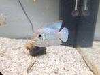 Aequidens pulcher blauwe acara ongeveer 10 cm groot, Dieren en Toebehoren, Vis
