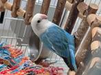 Argaponis blauw met hok, Dieren en Toebehoren, Vrouwelijk, Dwergpapegaai of Agapornis, Geringd