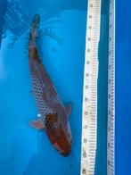 Ochiba 50cm, Karper of Koi