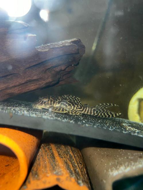 3 halfwas L066 hypancistrus king tiger pleco, Dieren en Toebehoren, Vissen | Aquariumvissen, Vis