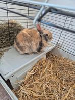 Gevraagd gesteriliseerde voedster 3/4jaar omgeving hilversum, Dieren en Toebehoren, Konijnen, Vrouwelijk