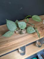 Hoya Bella, Silver Coin, Mathilde, Quinquenervia bladstekken, Huis en Inrichting, Ophalen of Verzenden, Halfschaduw, Minder dan 100 cm