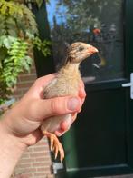 2 jonge parelhoenders tekoop, Dieren en Toebehoren, Pluimvee, Geslacht onbekend, Overige soorten