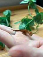 Wimpergekko DoPh 2.1, Dieren en Toebehoren, Reptielen en Amfibieën, Hagedis, Tam, 0 tot 2 jaar