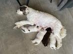 Prachtige Labradoodle puppy’s, Dieren en Toebehoren, Honden | Niet-rashonden, België, Particulier, Rabiës (hondsdolheid), 8 tot 15 weken