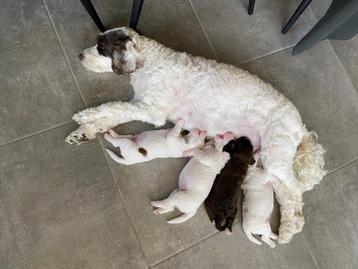 Prachtige Labradoodle puppy’s  beschikbaar voor biedingen