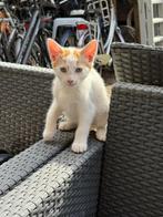 Lieve kittens 1 katertje en 1 poesje🐾, Dieren en Toebehoren, Meerdere dieren