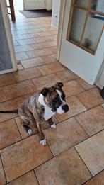 American Stefford, Rabiës (hondsdolheid), Eén hond, 3 tot 5 jaar, Nederland