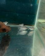 Kweekgroep corydoras trilineatus (6 stuks), Dieren en Toebehoren, Vissen | Aquariumvissen, Vis, Zoetwatervis, Schoolvis
