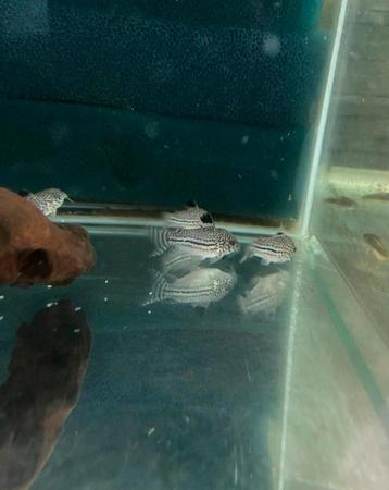 Kweekgroep corydoras trilineatus (7 stuks) beschikbaar voor biedingen