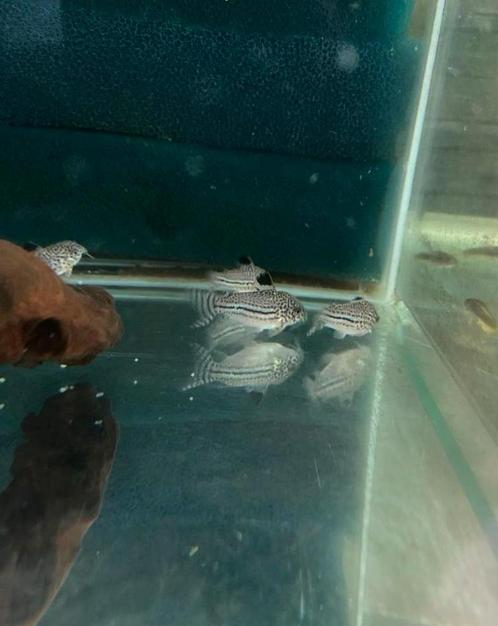 Kweekgroep corydoras trilineatus (7 stuks), Dieren en Toebehoren, Vissen | Aquariumvissen, Zoetwatervis, Vis, Schoolvis