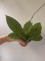 Hoya Callistophylla 'KAL 16', Ophalen of Verzenden, Overige soorten, Minder dan 100 cm